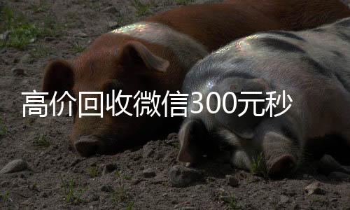 高价回收微信300高价收v元秒结（高价回收vx300元秒结）